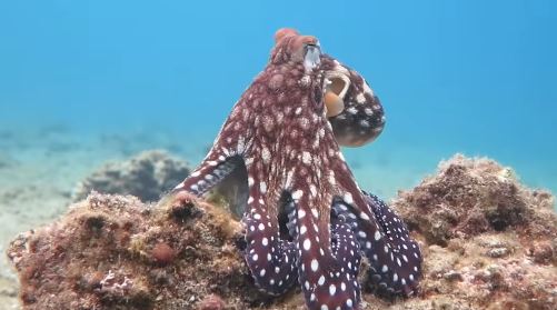 অক্টোপাস বিস্ময় নাকি ভয়ংকর রহস্য