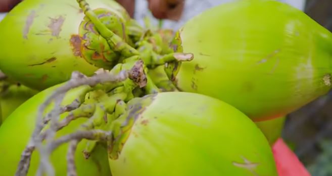 অনশন ভাঙার সময় ডাবের পানি কেন লাগে