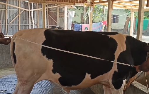 Smart উপায়ে গরু কিনুন Loss থেকে বাঁচুন