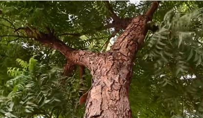 ত্বক ও স্বাস্থ্যে নিম পাতার গুণাগুণ