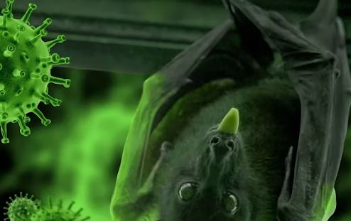 নিপাহ ভাইরাস: সংক্রমণ ও ঝুঁকি